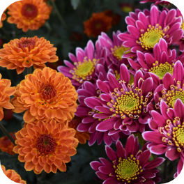 Pompon #6